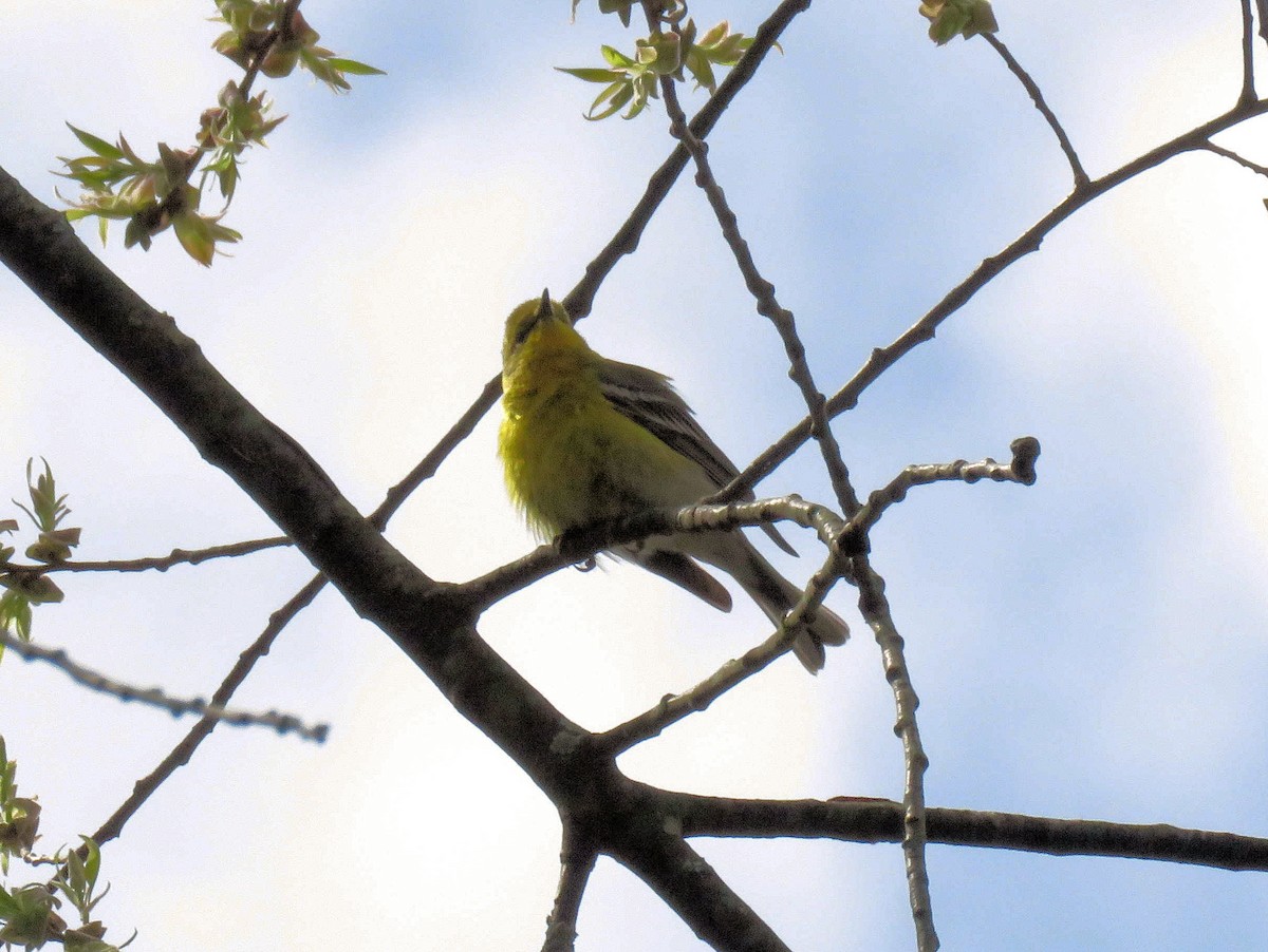 Pine Warbler - ML152609191