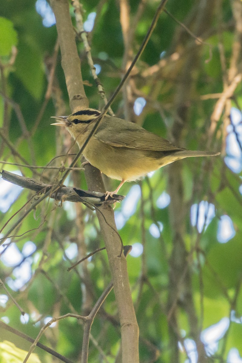Worm-eating Warbler - Andrew Cannizzaro
