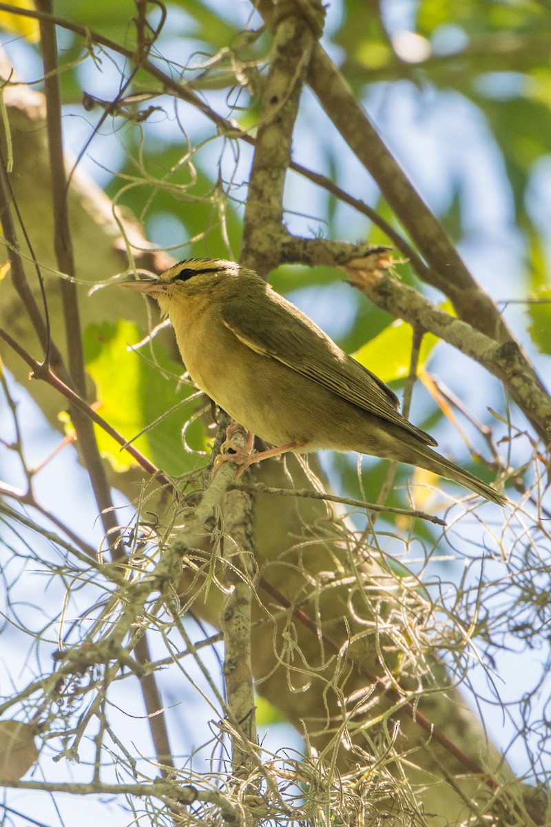 Worm-eating Warbler - Andrew Cannizzaro
