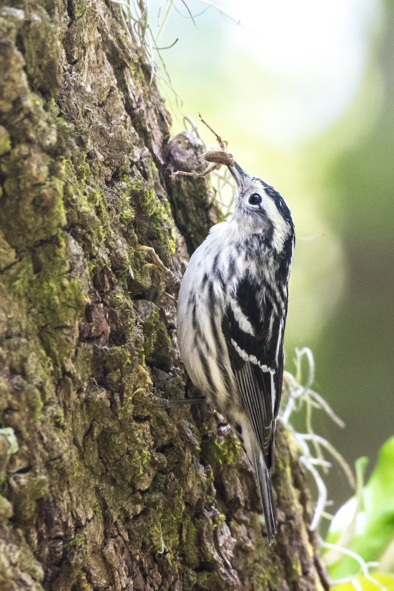 Black-and-white Warbler - Andrew Cannizzaro