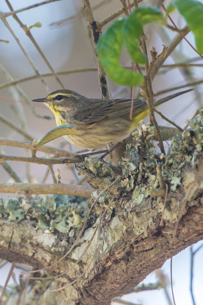 Palm Warbler - ML152610171