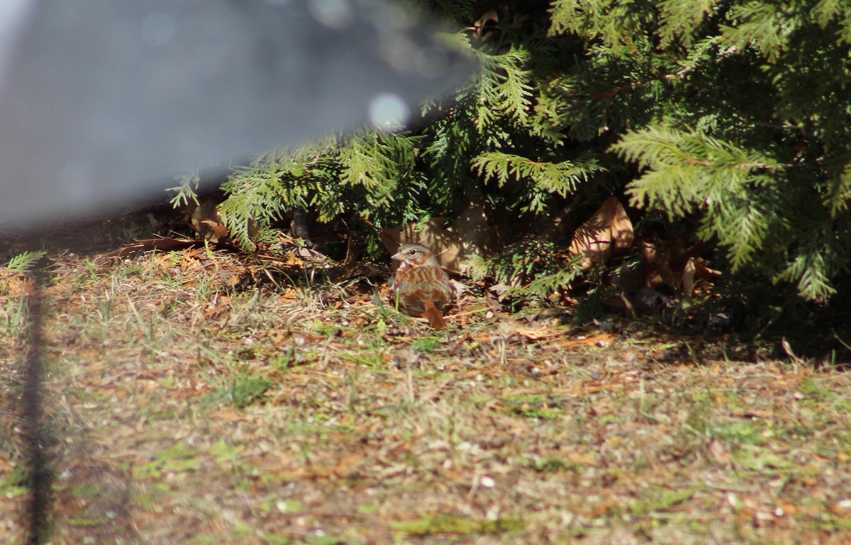 Fox Sparrow - Audrey Dupont