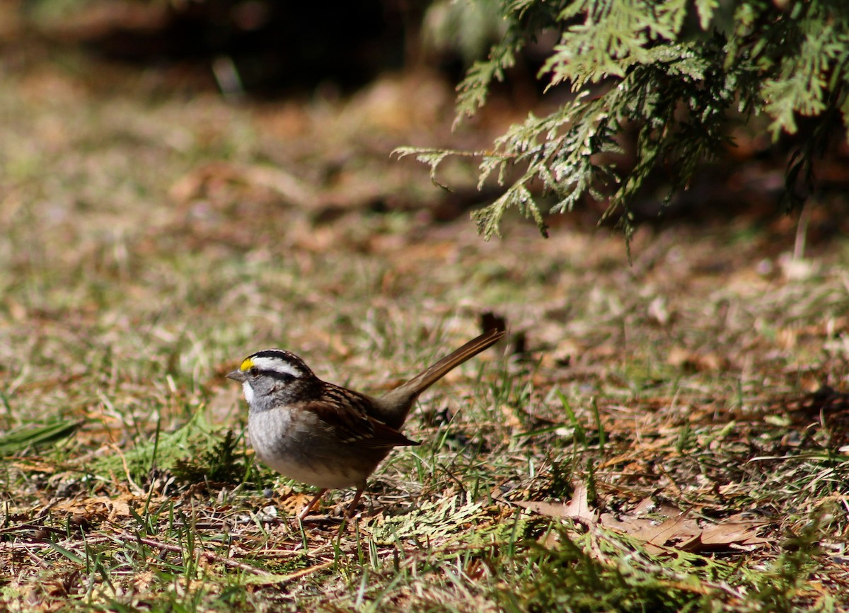 White-throated Sparrow - Audrey Dupont