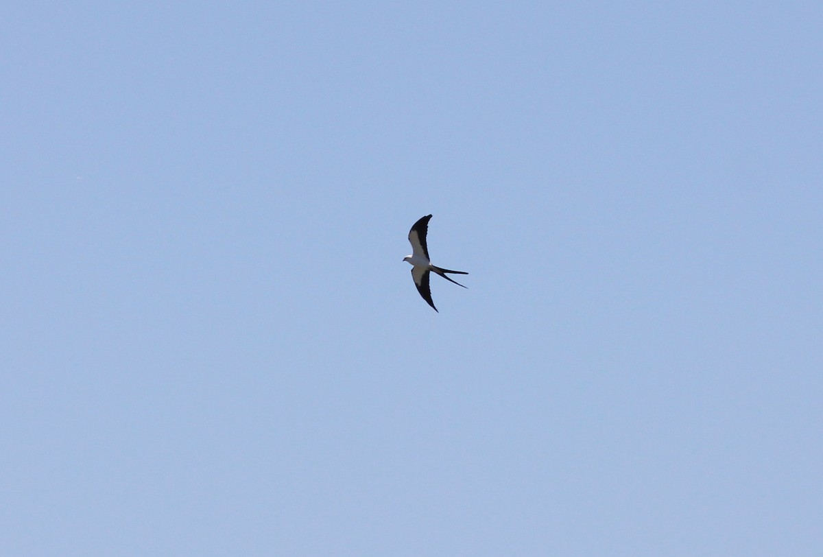 Swallow-tailed Kite - ML152611701