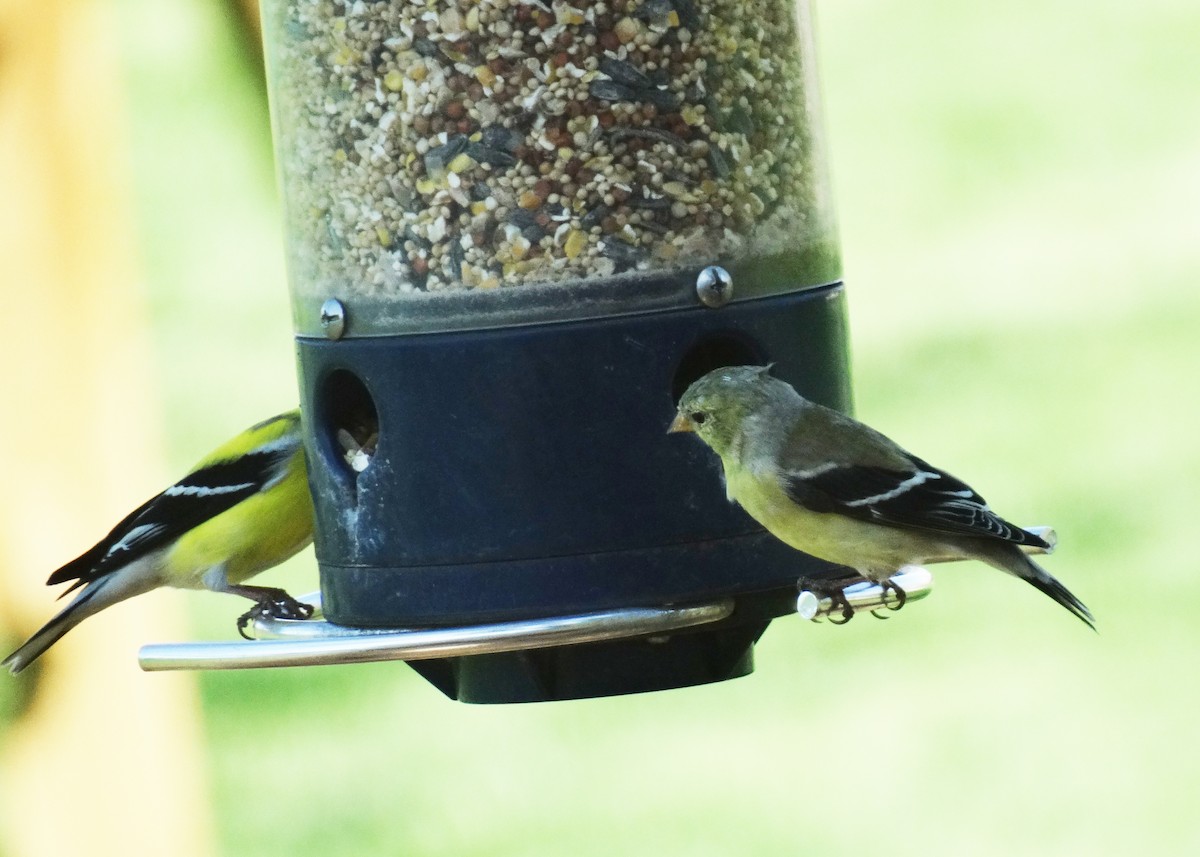 Acanthis/Spinus sp. - ML152612121