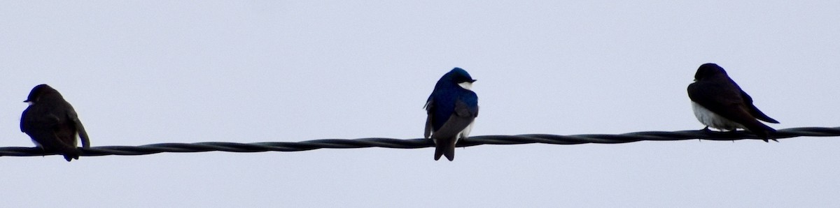 Golondrina Bicolor - ML152612151