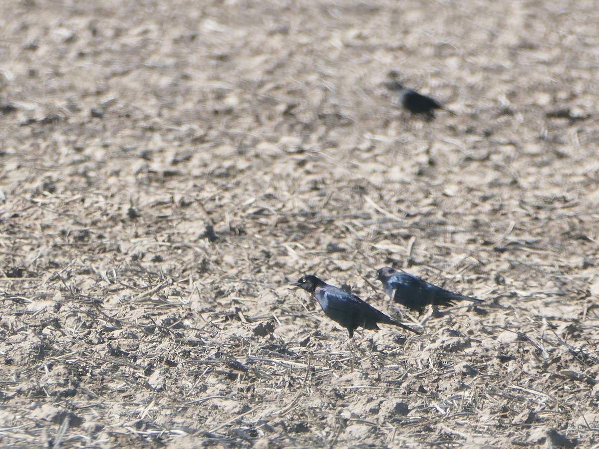 Brewer's Blackbird - ML152612201