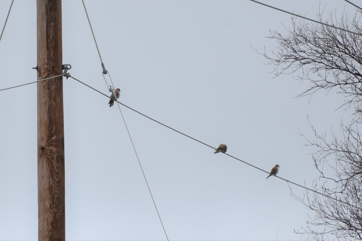 American Kestrel - ML152612231