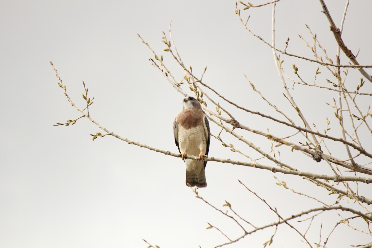 Swainson's Hawk - Reed Gorner