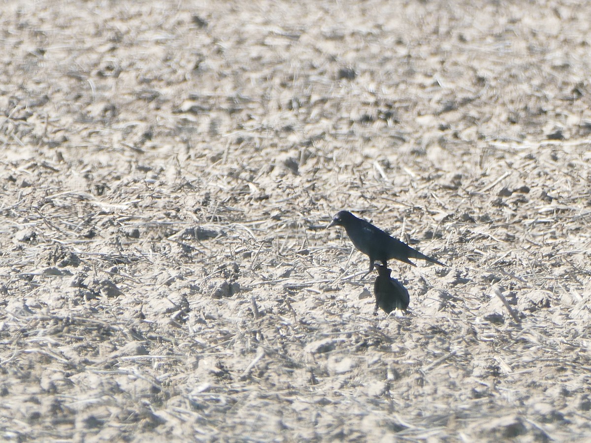 Brewer's Blackbird - Pooja Panwar