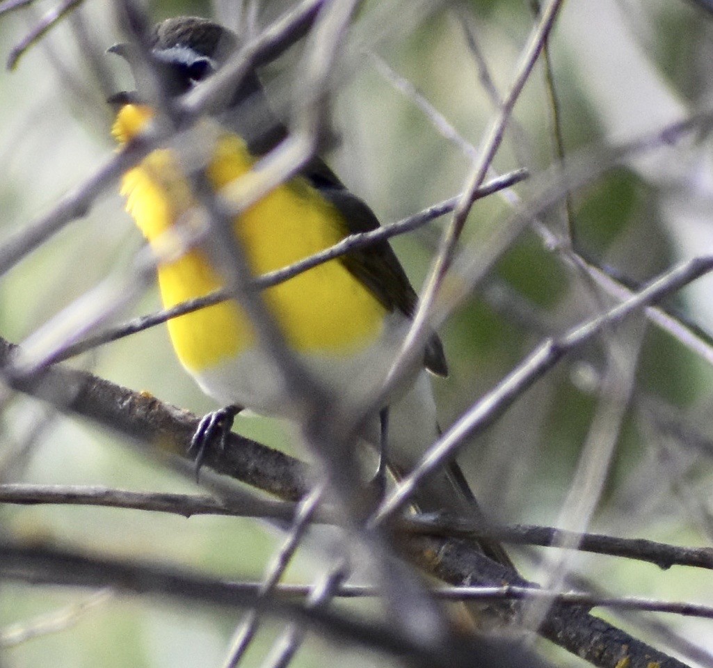 Yellow-breasted Chat - ML152612661