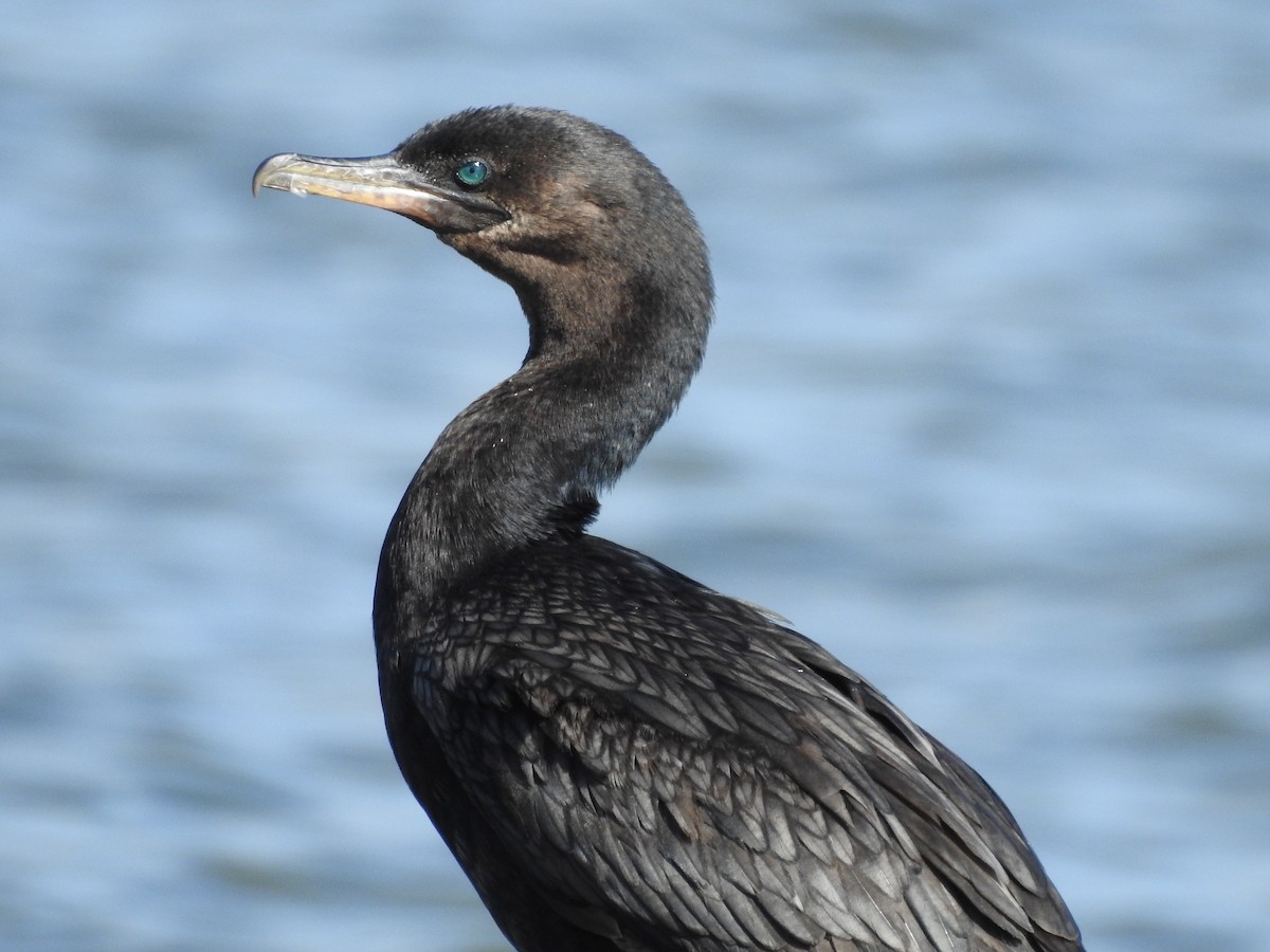 Neotropic Cormorant - Natalia Villar