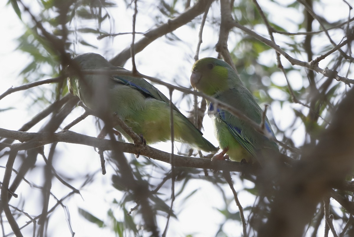 Pacific Parrotlet - Adam Byrne