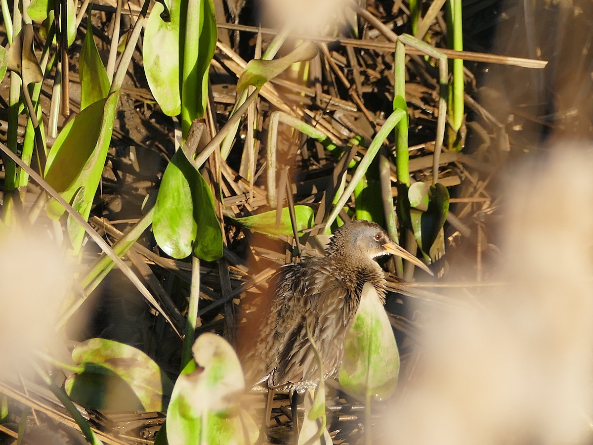 Clapper Rail - Pooja Panwar