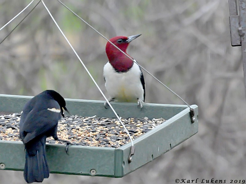 Pic à tête rouge - ML152616161