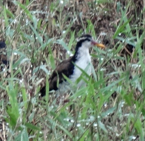 Wattled Jacana (Black-backed) - ML152616181