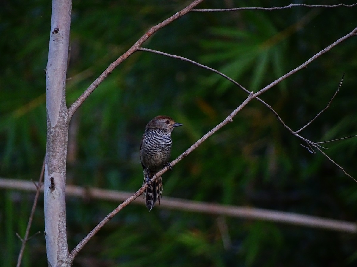 Rufous-capped Antshrike - ML152616821