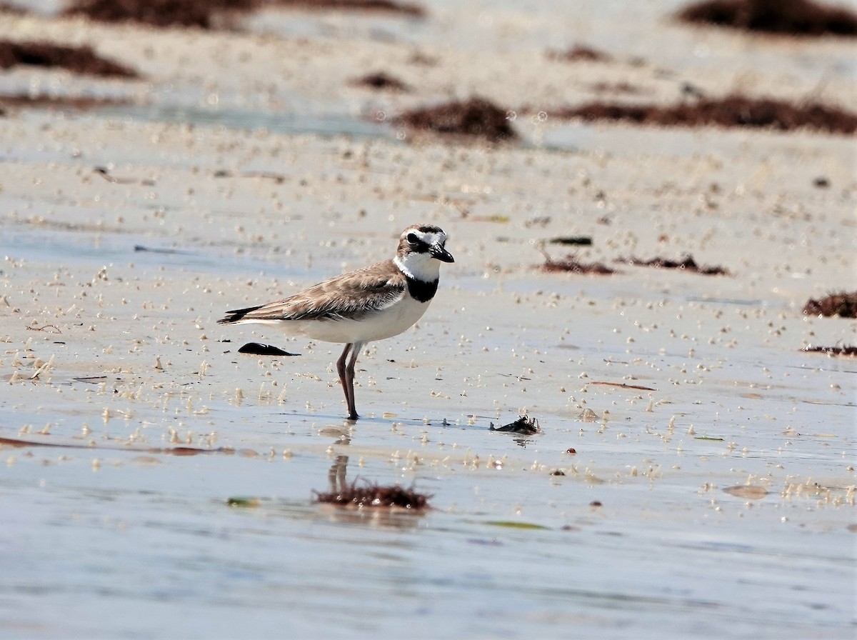 Wilson's Plover - ML152618331