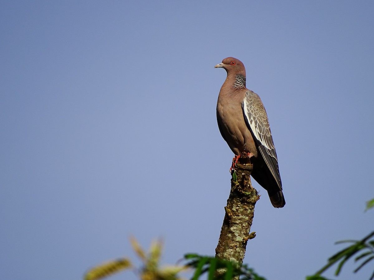 Pigeon picazuro - ML152618671