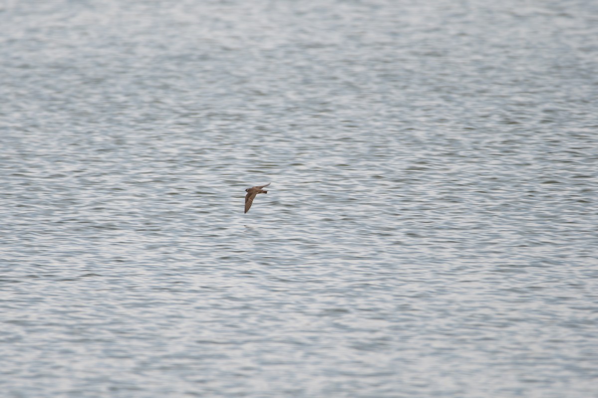 Northern Rough-winged Swallow - Atticus Soehren