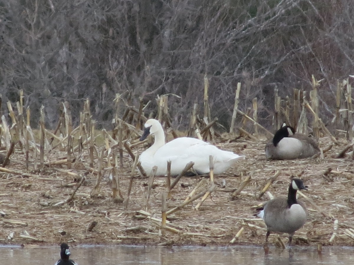 Tundra Swan (Whistling) - ML152619071