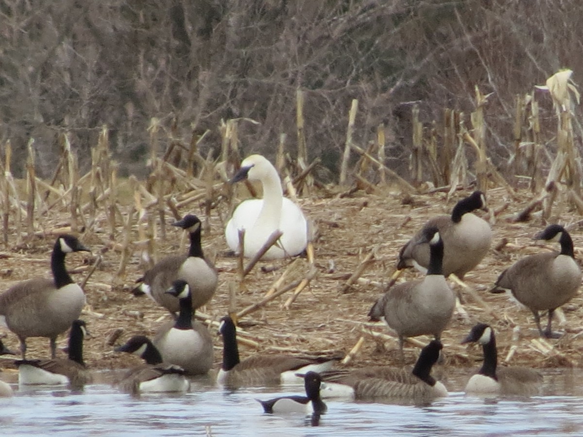 Tundra Swan (Whistling) - ML152619151