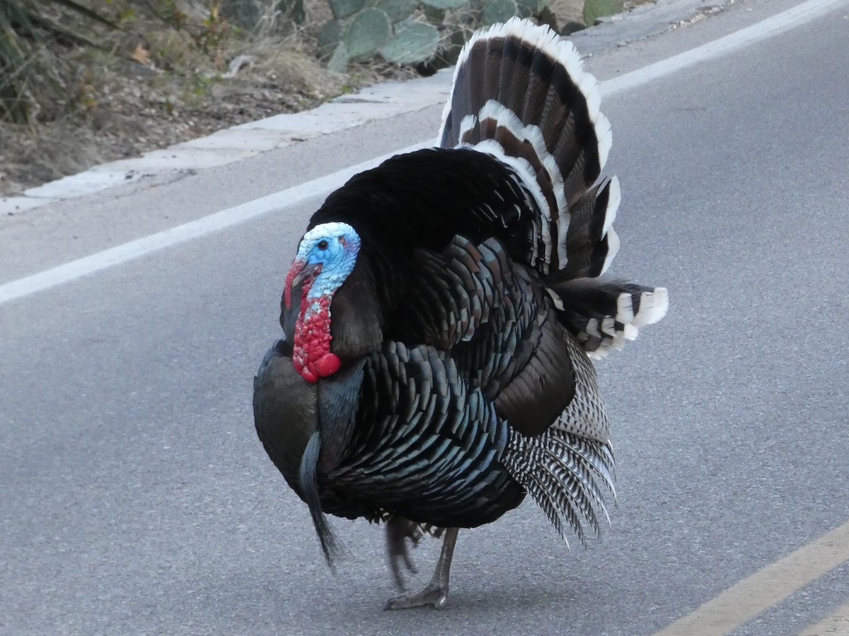 Wild Turkey - ML152619721