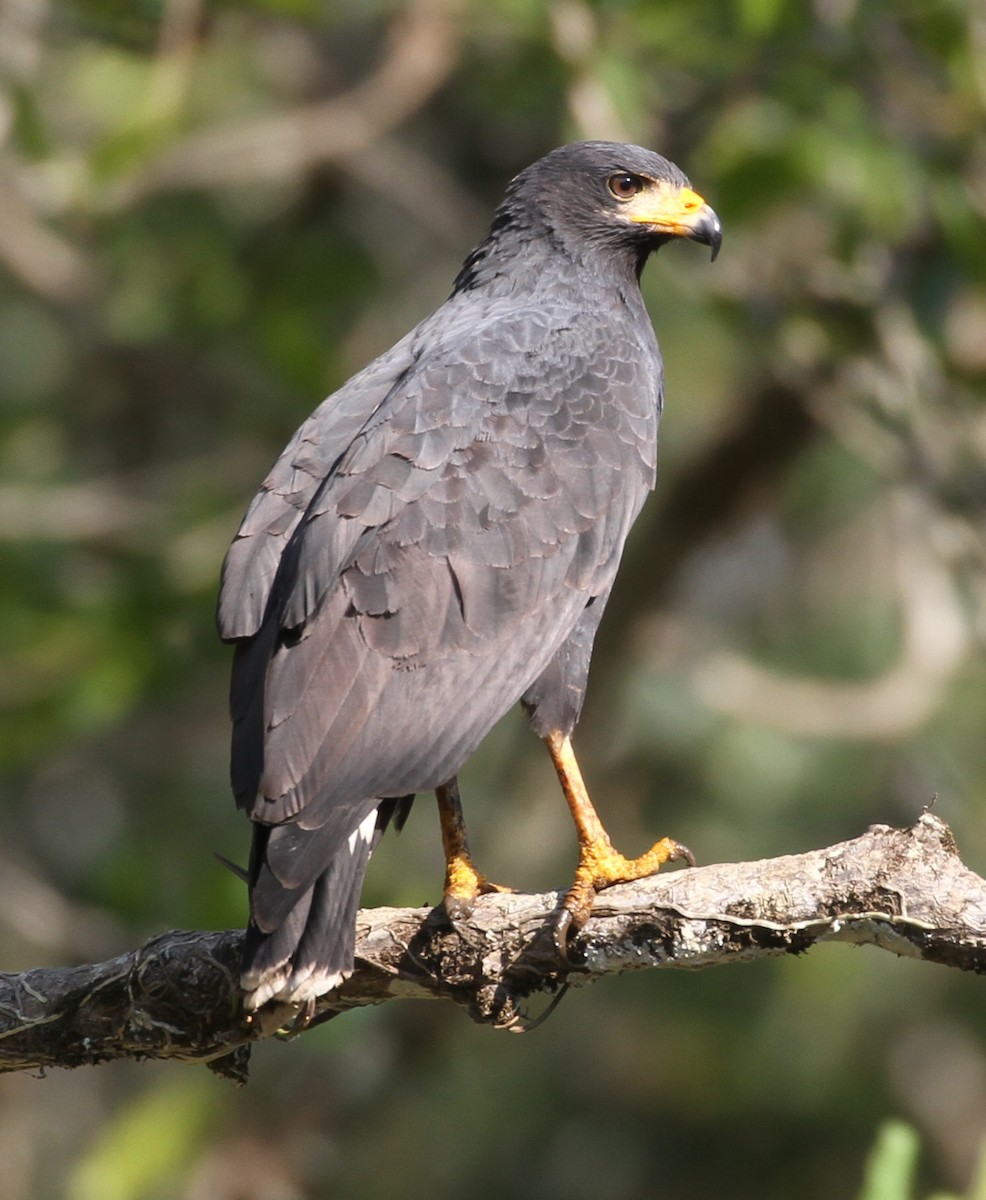 Common Black Hawk - Don Coons