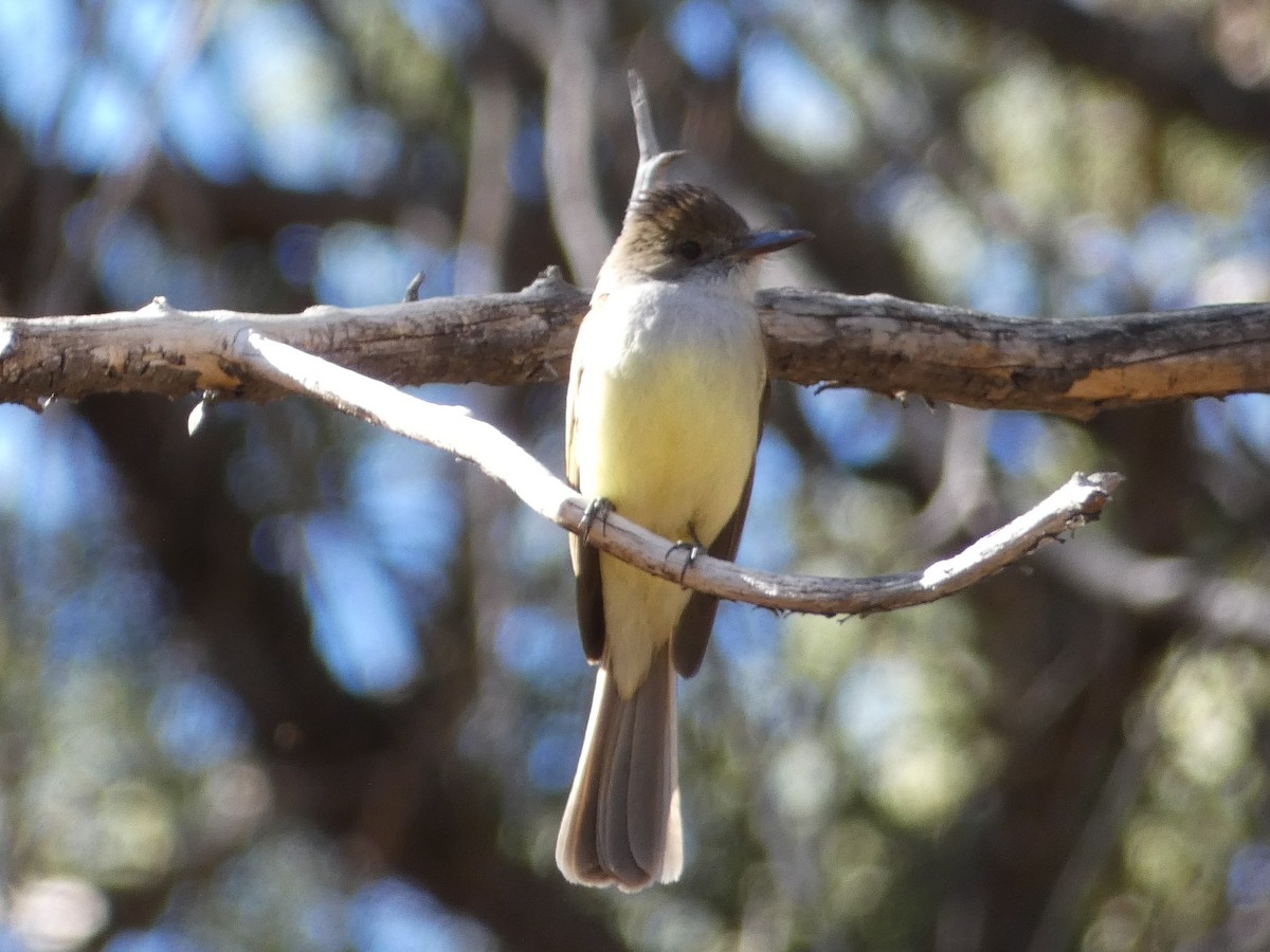 Dusky-capped Flycatcher - ML152620451