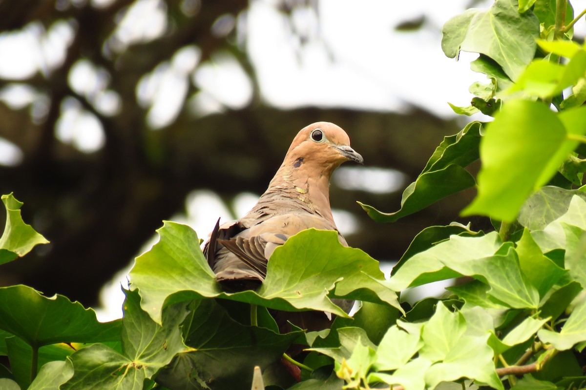 Eared Dove - ML152620501