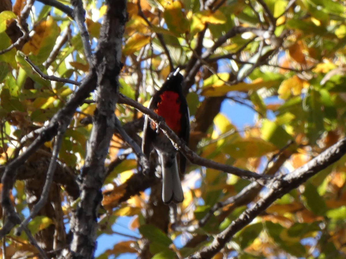 Painted Redstart - ML152620591