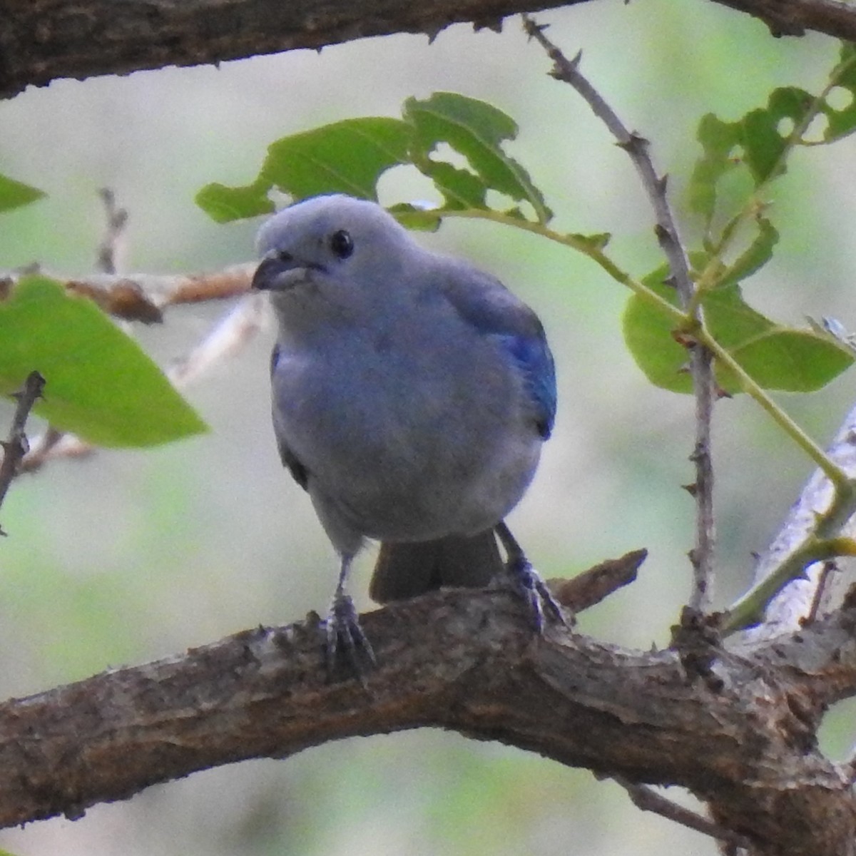 Blue-gray Tanager - ML152621231