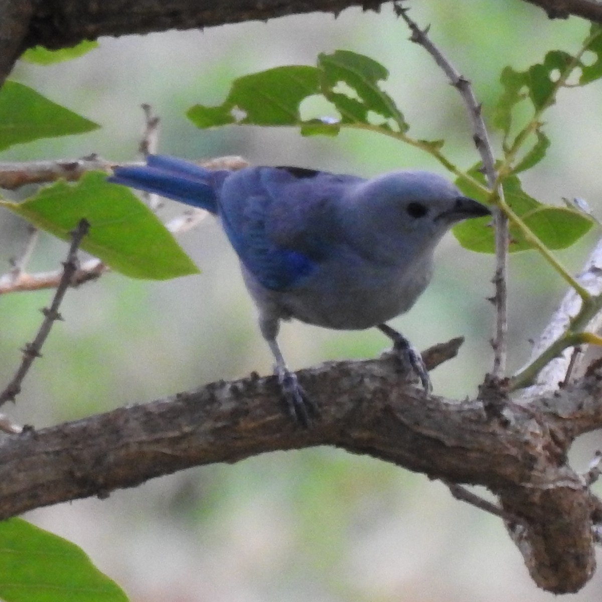 Blue-gray Tanager - ML152621251