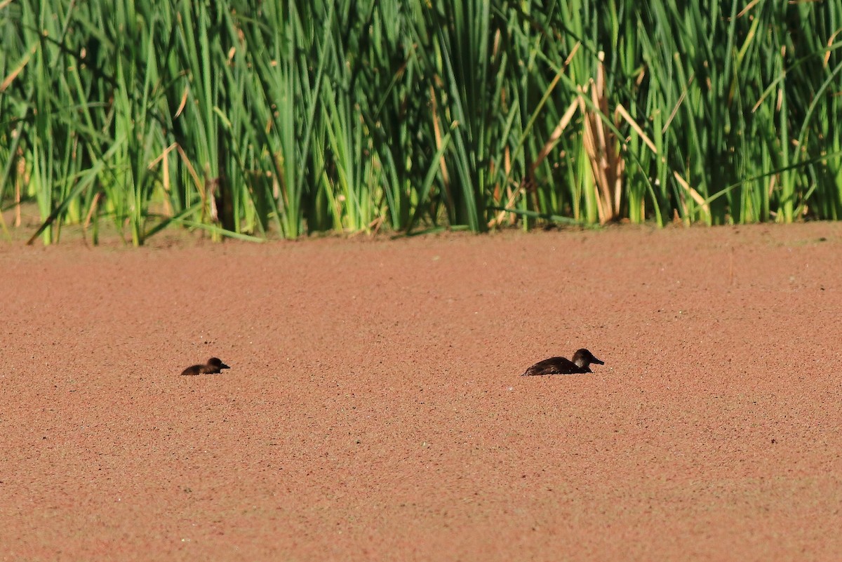 Andean Duck - ML152621451