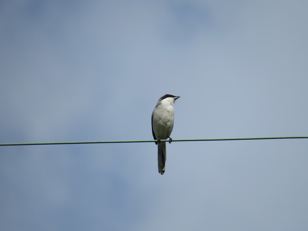 Loggerhead Shrike - ML152621701