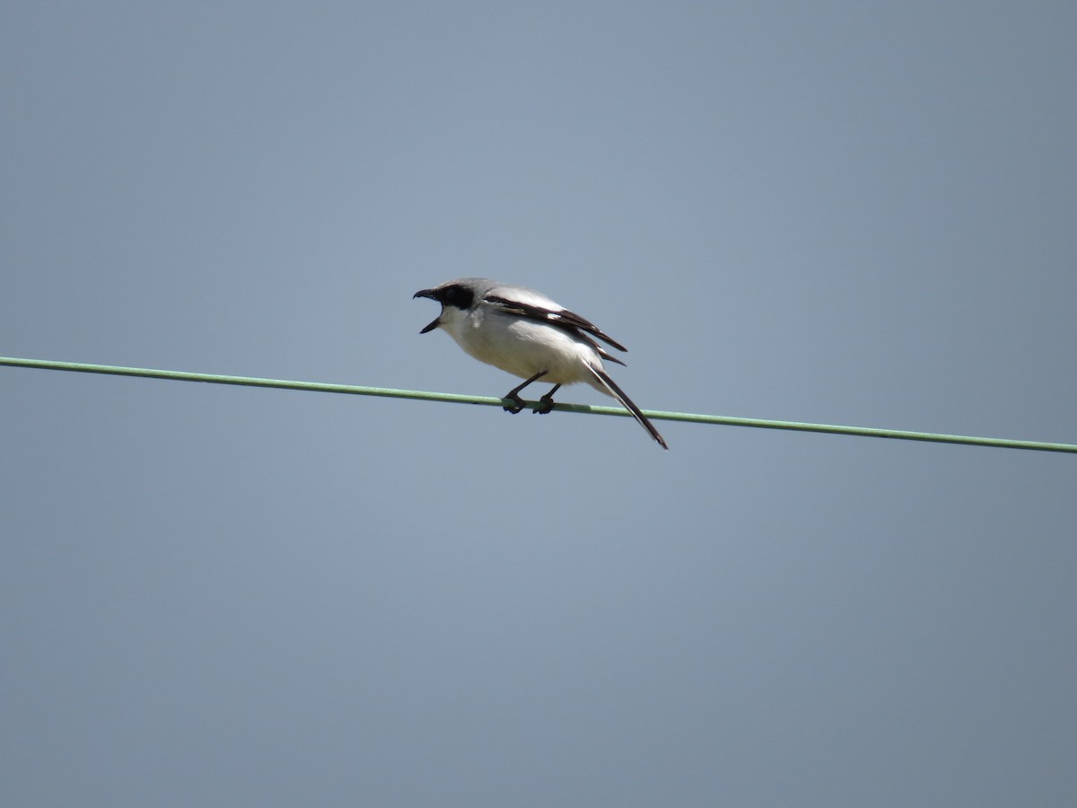 Loggerhead Shrike - ML152621721