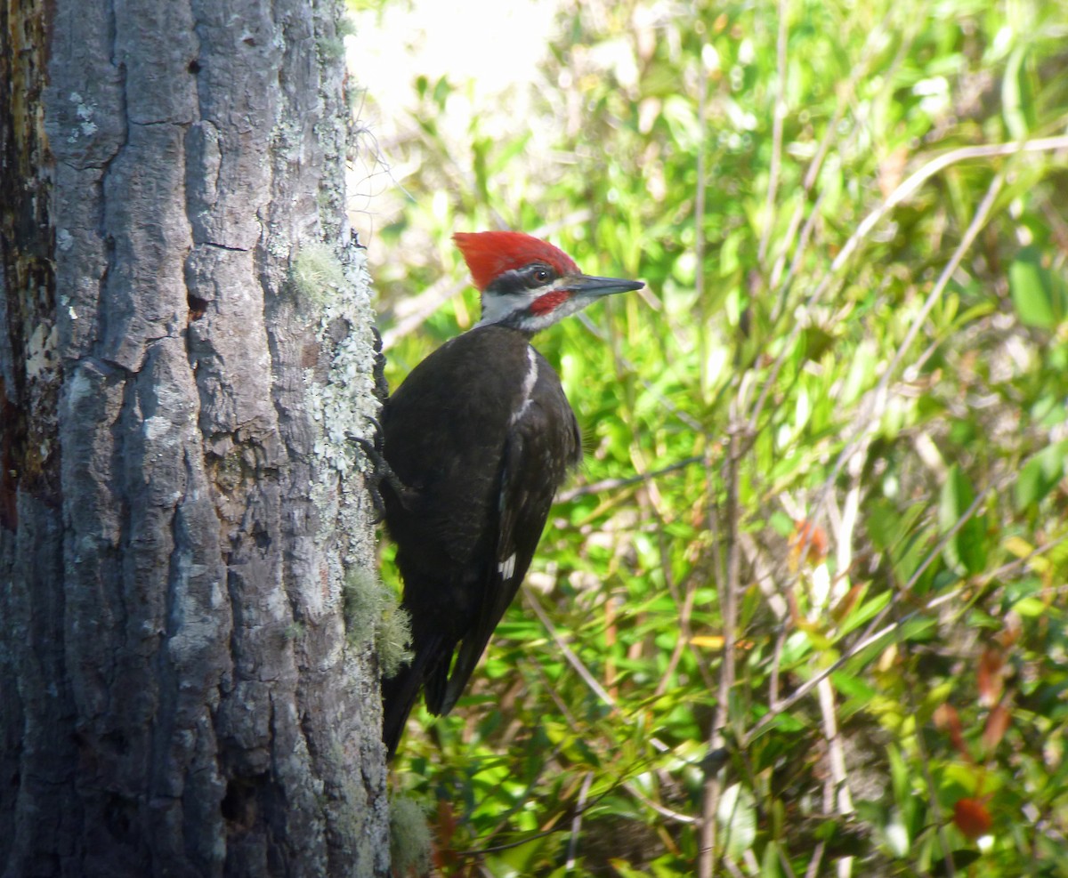 Pileated Woodpecker - Nate Kohler