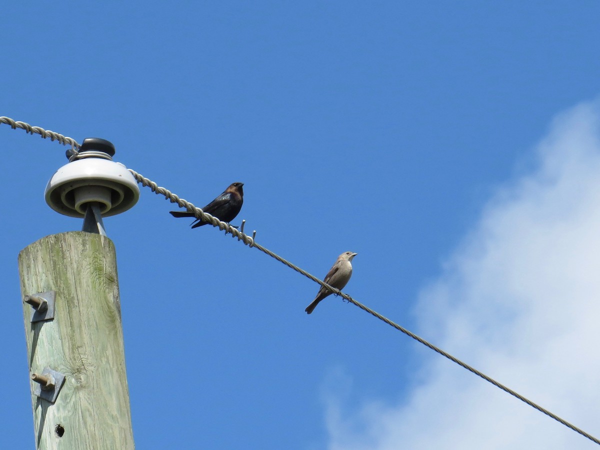 Brown-headed Cowbird - ML152621991