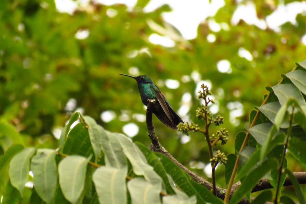 kolibřík modrolící - ML152622101