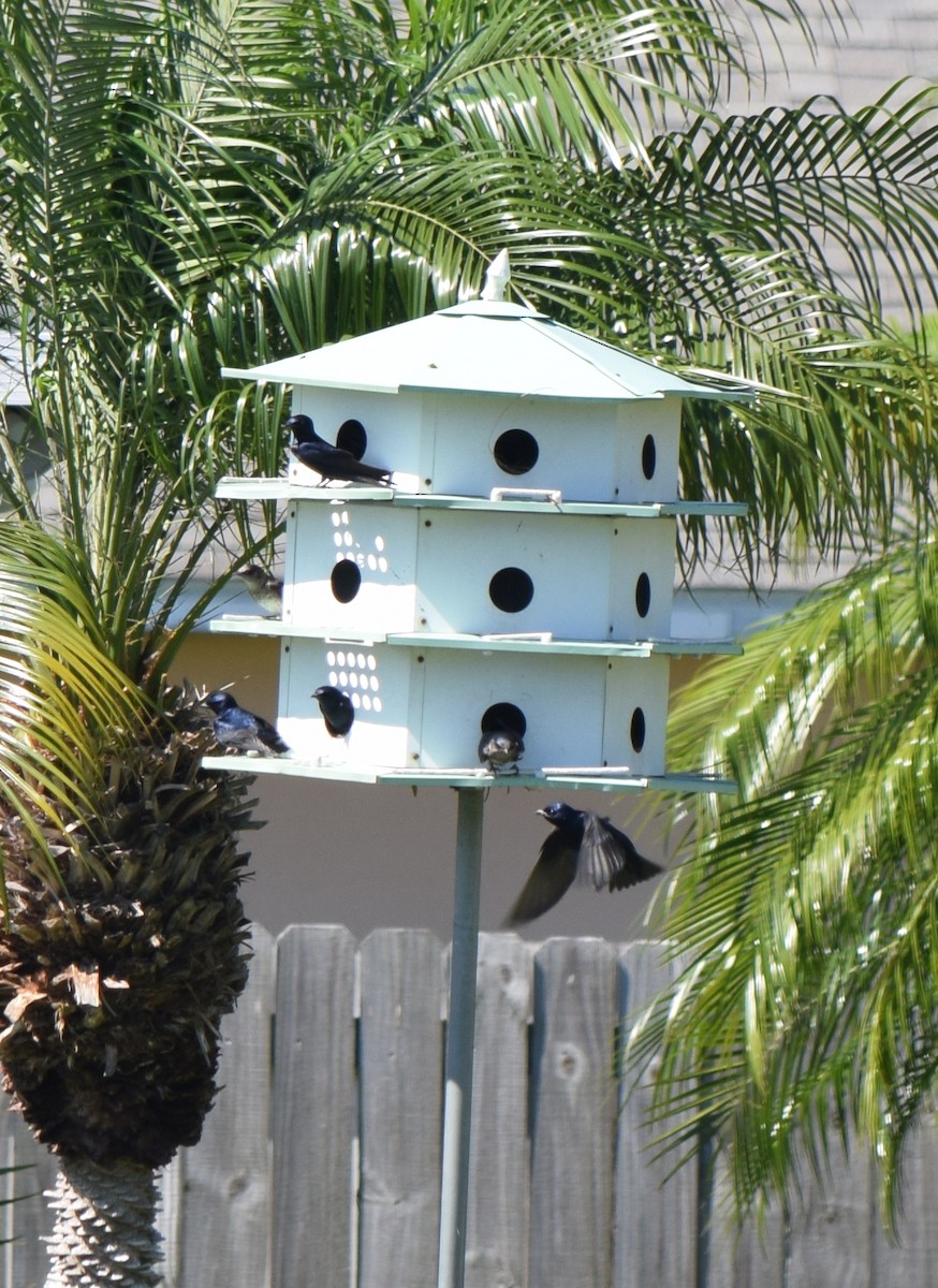 Purple Martin - ML152623161