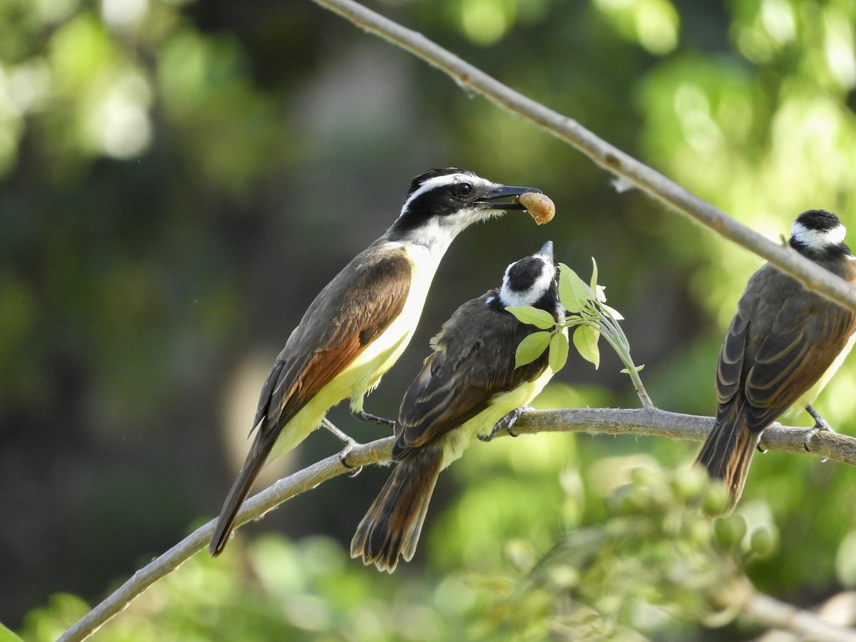 Great Kiskadee - ML152623261