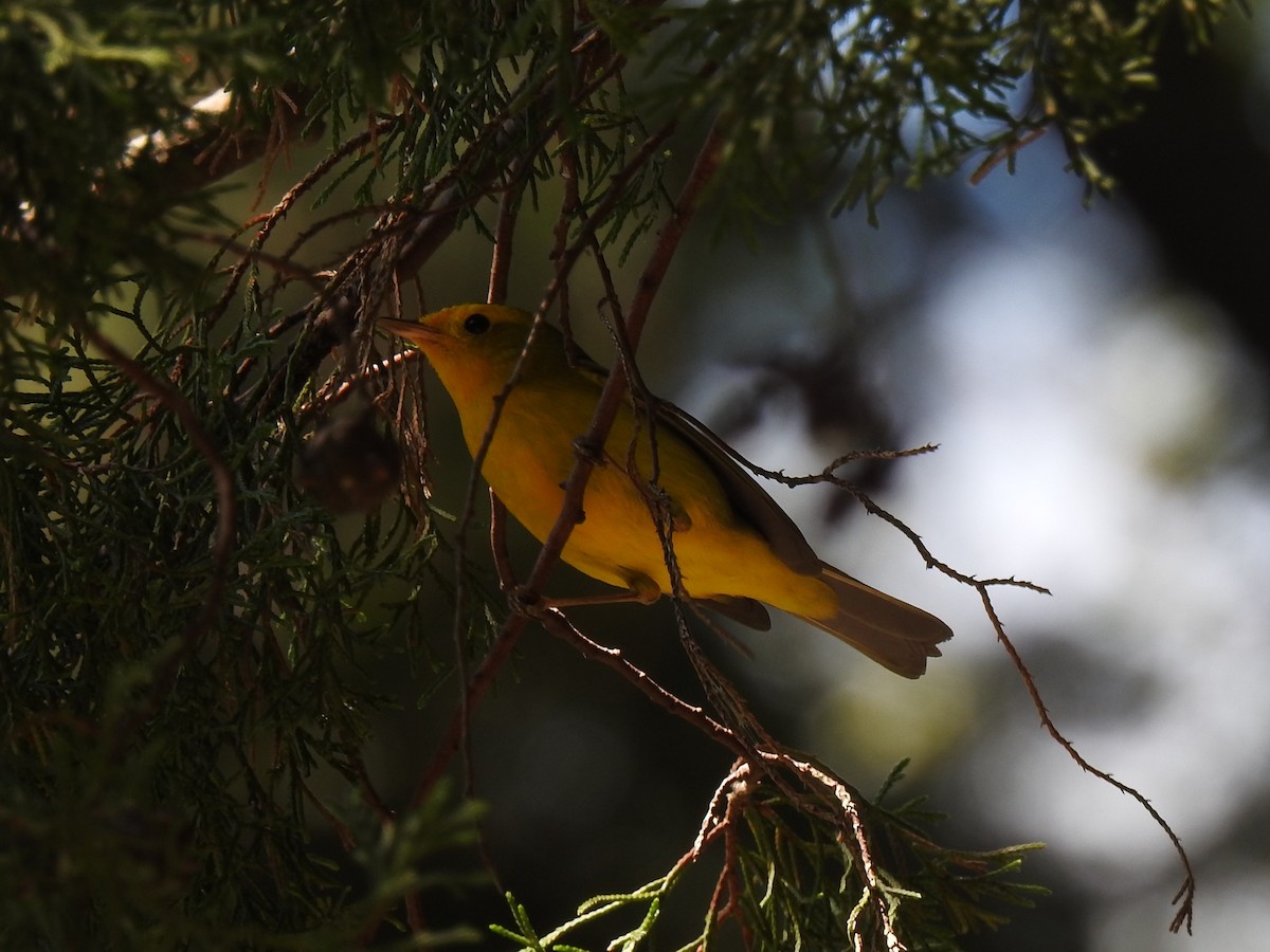 Wilson's Warbler - ML152623451