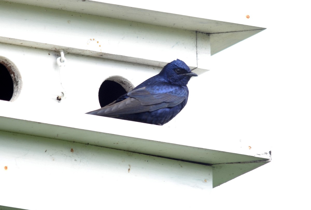 Purple Martin - ML152623831