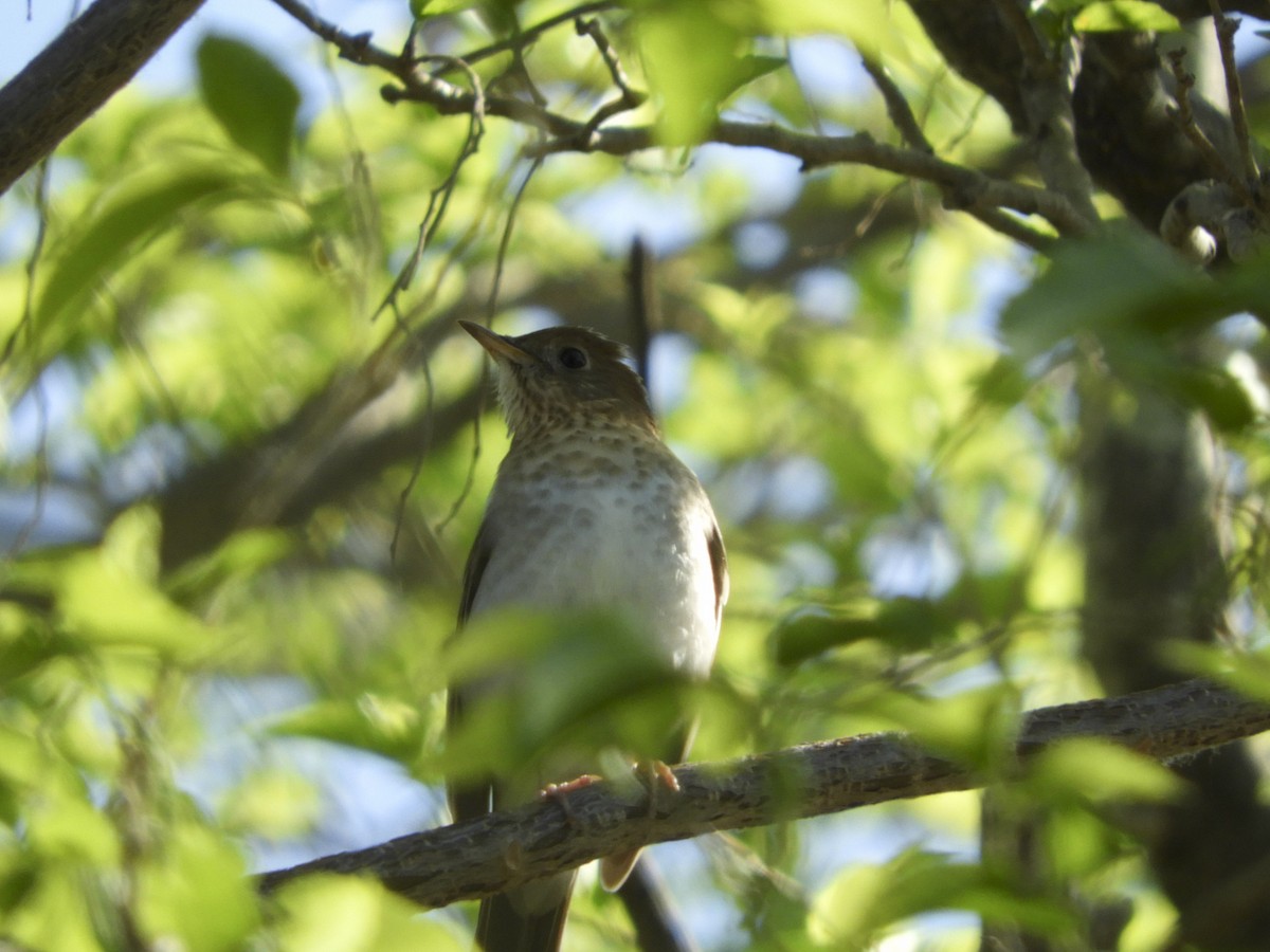 Veery - ML152624001