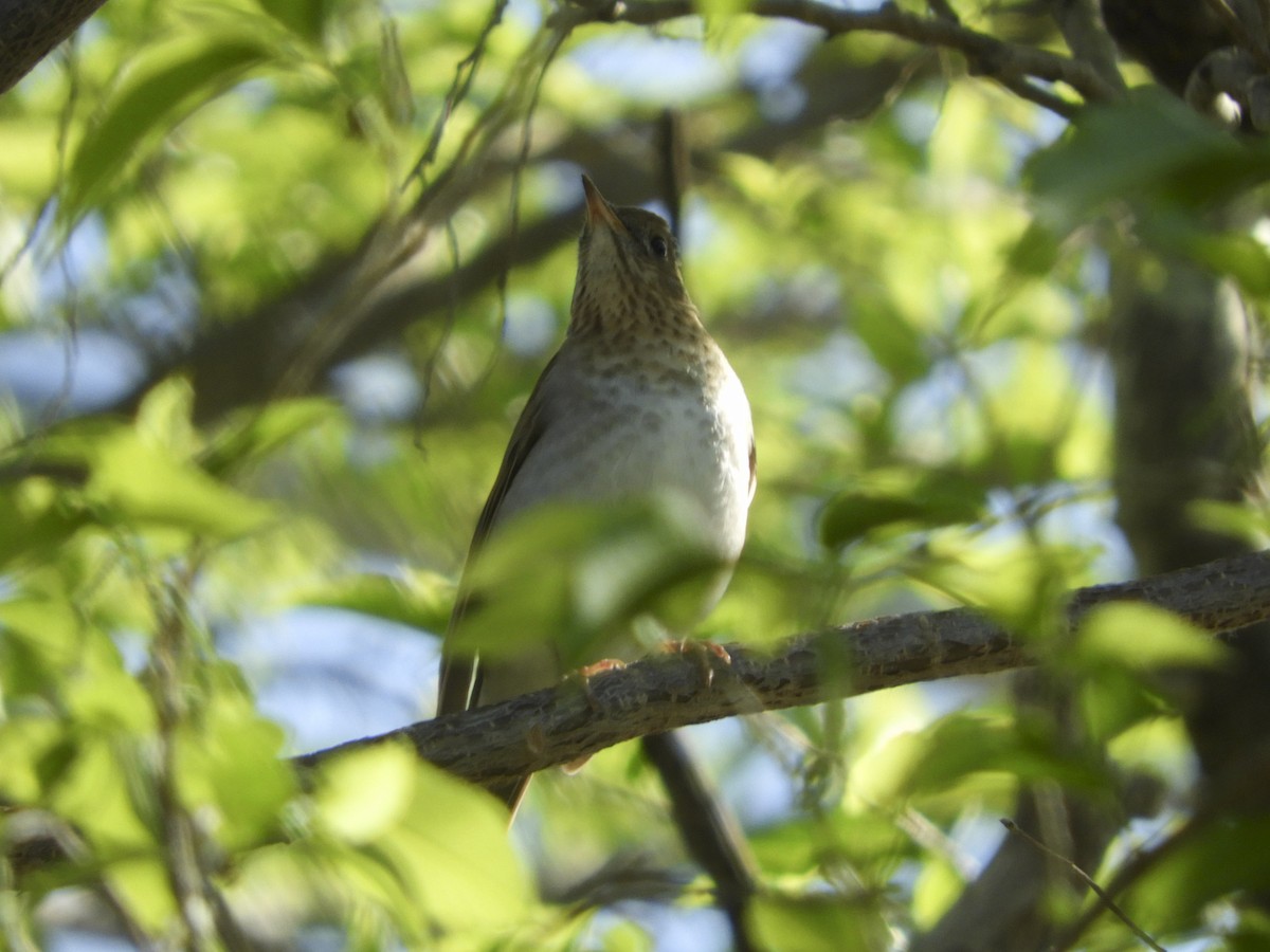 Veery - ML152624011