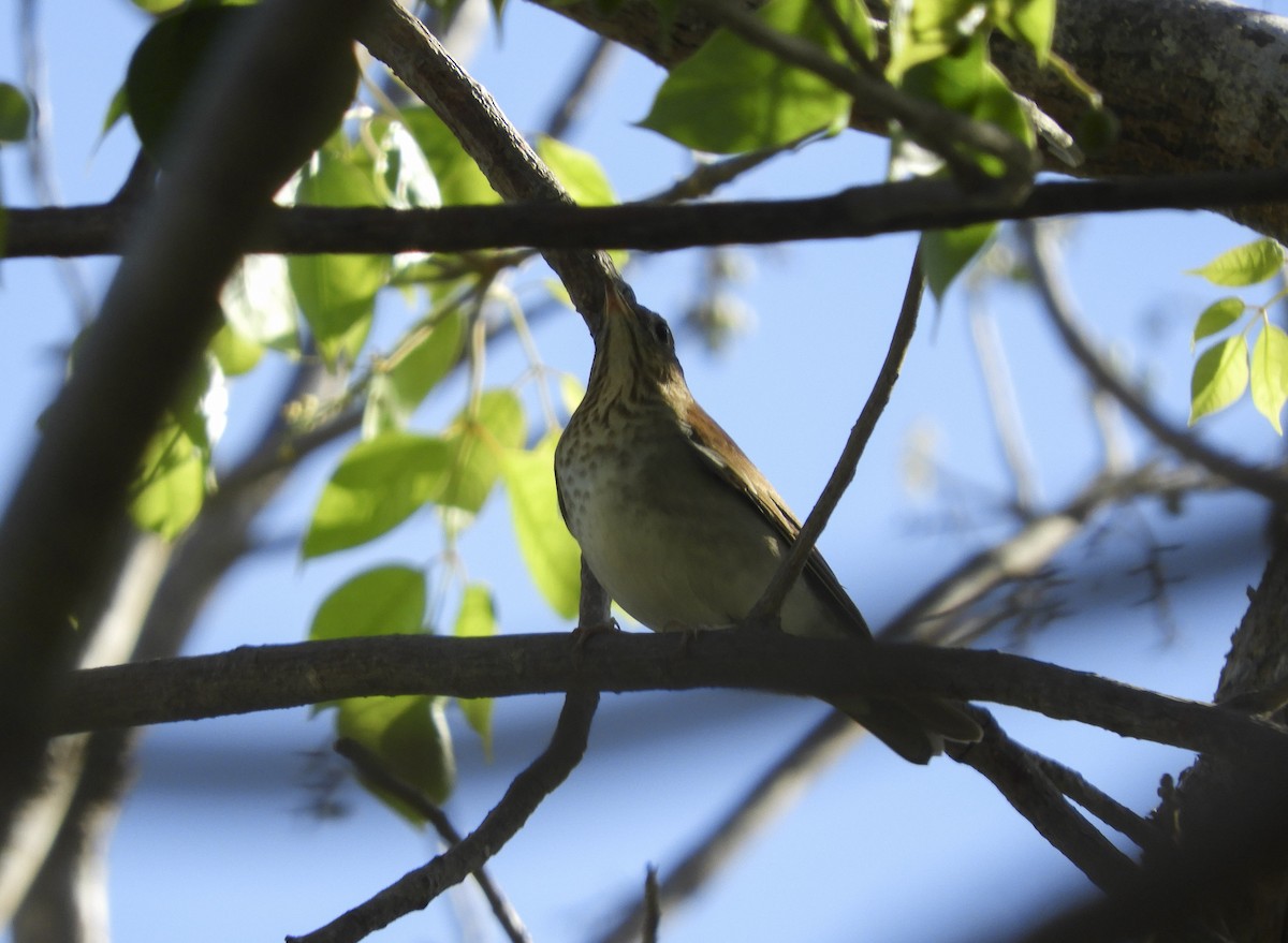 Veery - Luis Trinchan