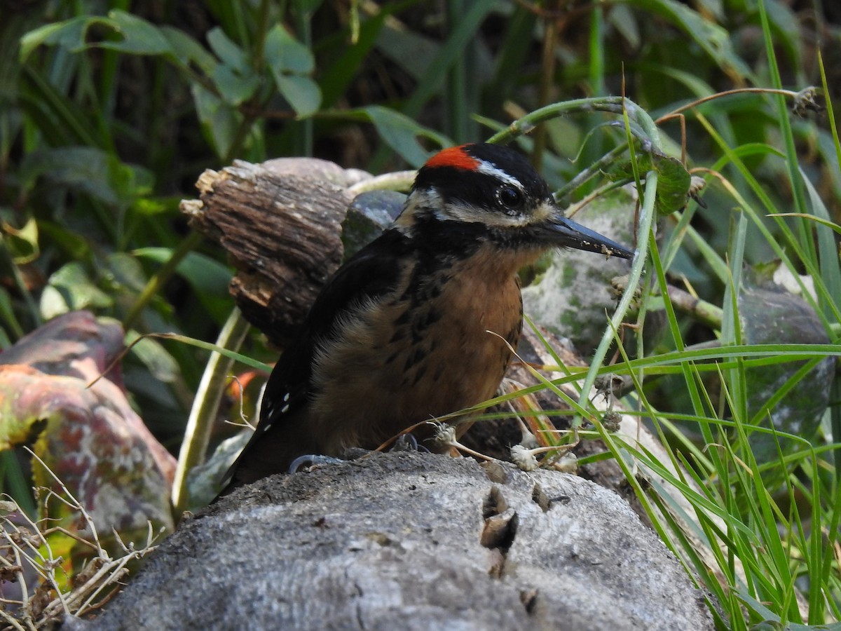 Hairy Woodpecker - ML152624271