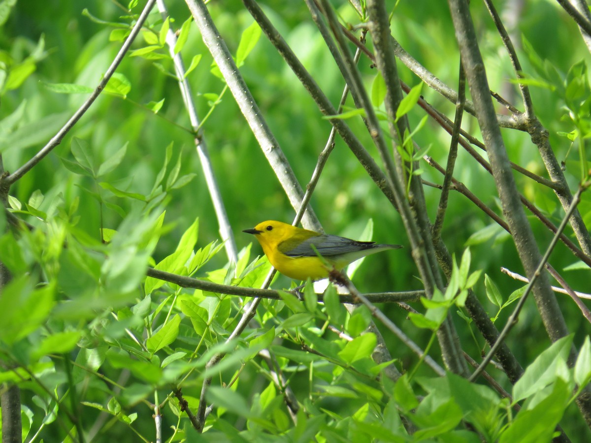 Prothonotary Warbler - Mark Kosiewski