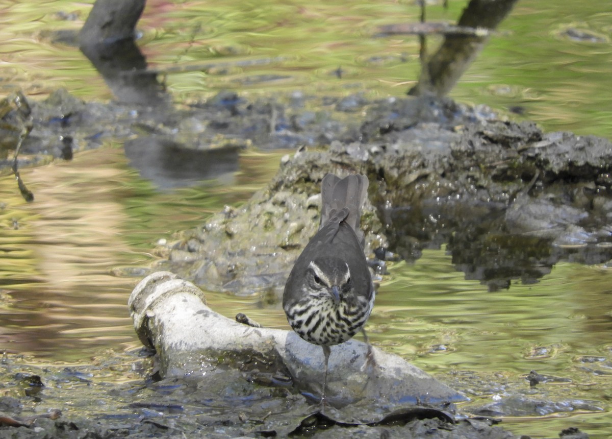 Northern Waterthrush - ML152624661