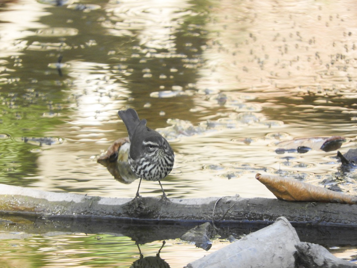 Northern Waterthrush - Luis Trinchan